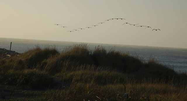 pelicans over Half Moon Bay, Westport